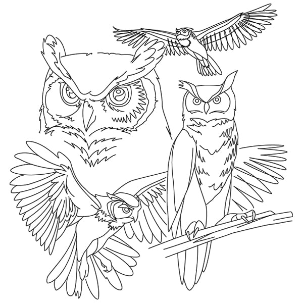How to Draw an Owl – Emily Drawing