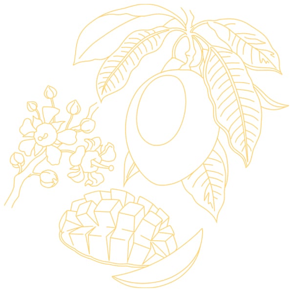 Mango Drawing PNG Transparent Images Free Download | Vector Files | Pngtree
