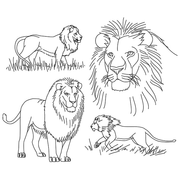 Simple Lion Drawing Sketch - Drawing Skill-gemektower.com.vn