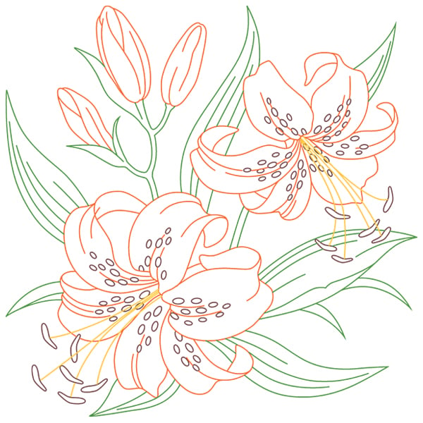 how to draw a tiger lily step by step