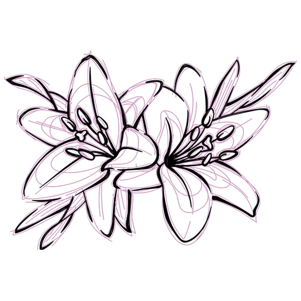 Linear colored sketch of beautiful lily flowers Vector Image