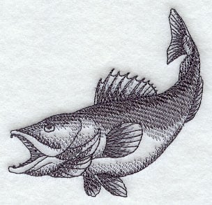 Walleye Sketch