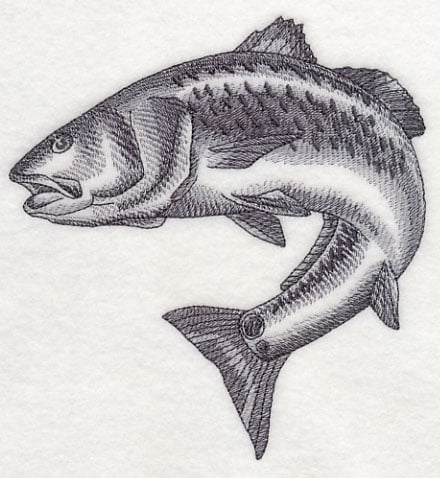 Redfish Sketch