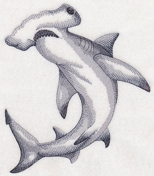 Hammerhead Shark Drawing  How To Draw A Hammerhead Shark Step By Step