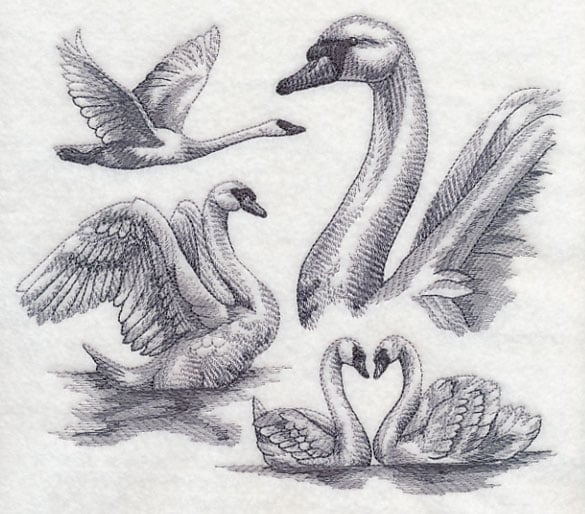 Black and white Swan drawing
